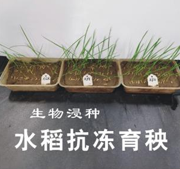 水稻抗凍育秧